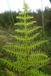 Thelypteris confluens. Apical portion of mature frond growing in wetland.  
 Image: L.R. Perrie © Leon Perrie 2013 CC BY-NC 3.0 NZ